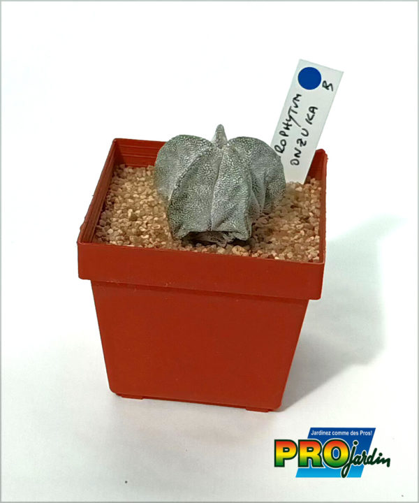ASTROPHYTUM ONZUKA