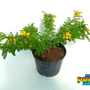CASSIA 2 L