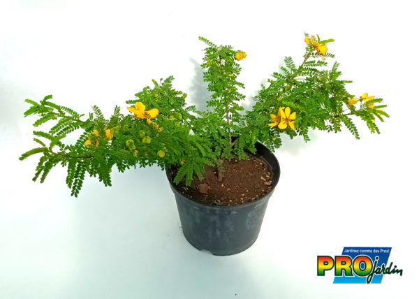 CASSIA 2 L