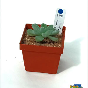 ECHEVERIA ELEGANS