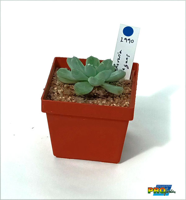 ECHEVERIA ELEGANS