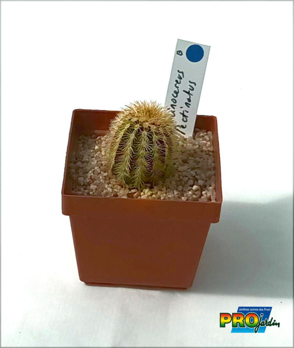 ECHINOCACTUS PECTINATUS