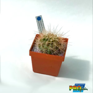 ECHINOPSIS FORMOSA