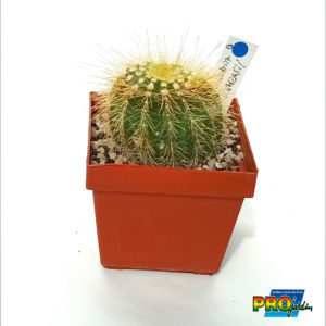 PARODIA WARASII