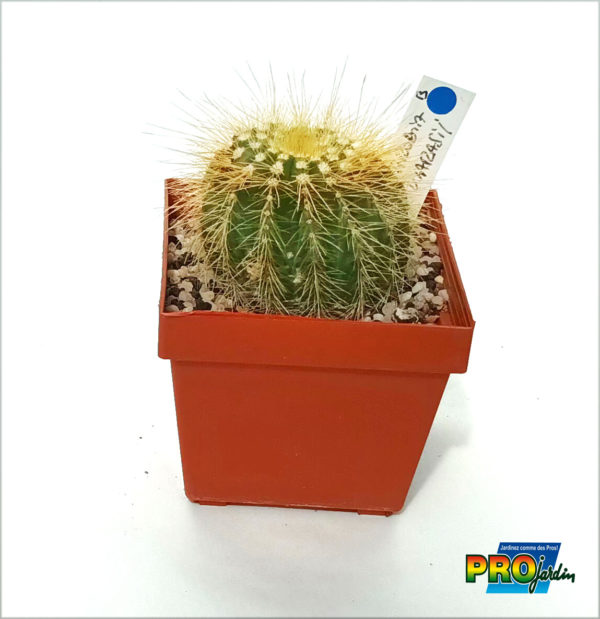 PARODIA WARASII