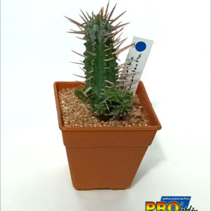 EUPHORBIA INCONSTANTIA