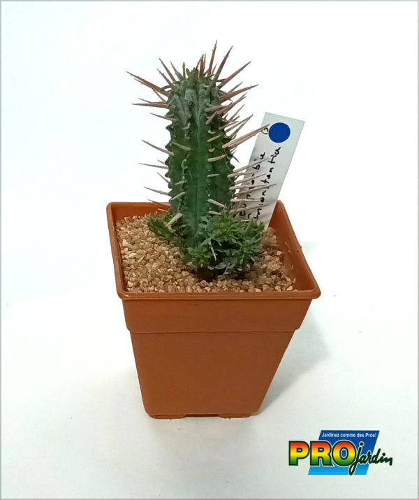 EUPHORBIA INCONSTANTIA