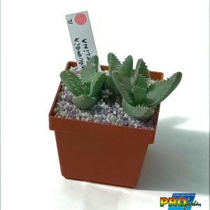 FAUCARIA FELINA