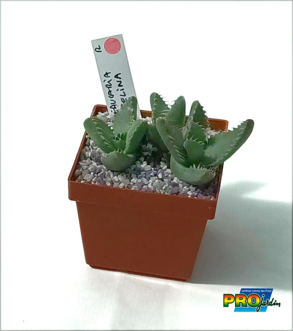 FAUCARIA FELINA