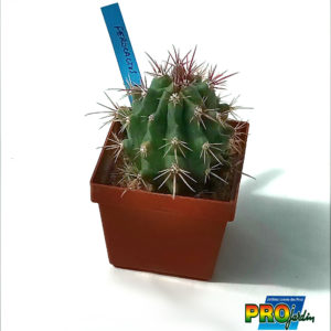 FEROCACTUS SP