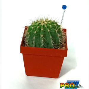 FEROCACTUS SCHWARZII