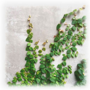 FICUS REPENS PUMILA