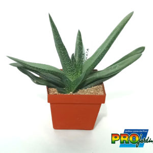 GASTERIA CARINATA