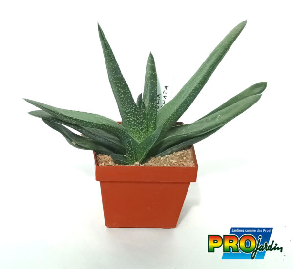GASTERIA CARINATA