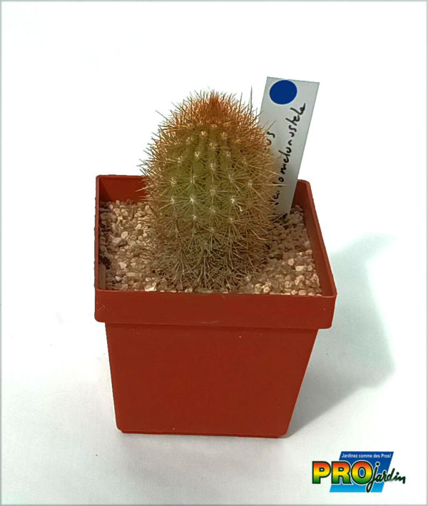 HAAGEOCEREUS PSEUDOMELANOSTELE
