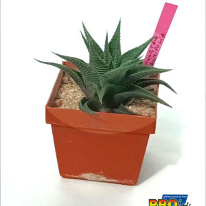 HAWORTIA LIMIFOLIA