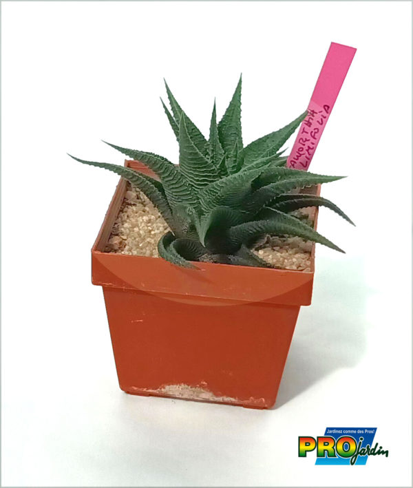 HAWORTIA LIMIFOLIA