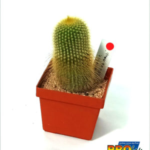 NOTOCACTUS LENINGHAUSI, Majestic