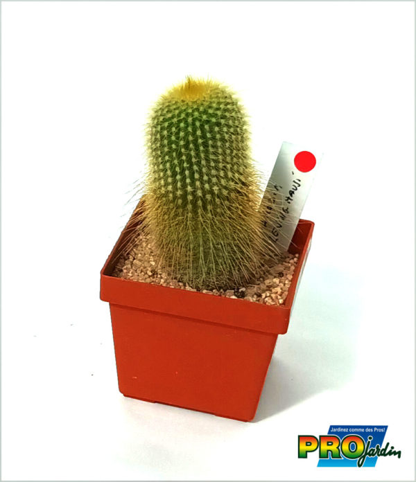 NOTOCACTUS LENINGHAUSI, Majestic