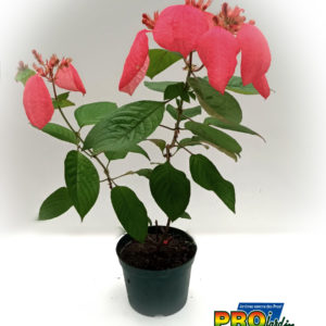 MUSSAENDA ROUGE 2 L