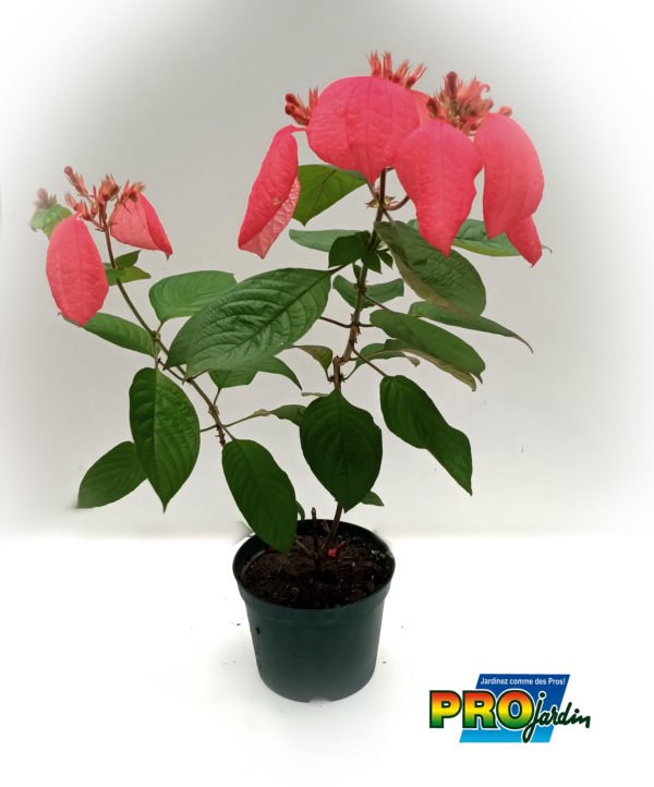 MUSSAENDA ROUGE 2 L