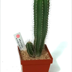 NEOBUXBAUMIA POLYLOPHA