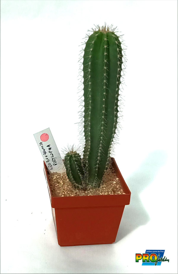 NEOBUXBAUMIA POLYLOPHA