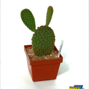 OPUNTIA MICRODASYS
