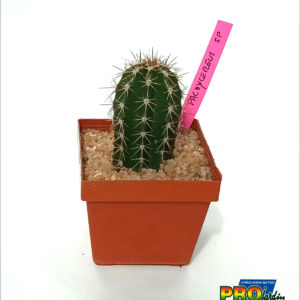 PACHYCEREUS SP