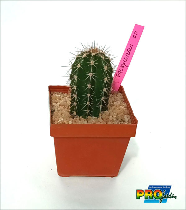 PACHYCEREUS SP