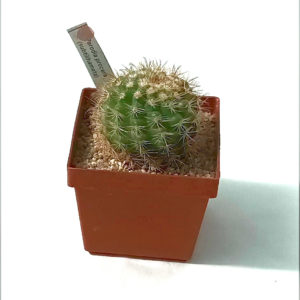 PARODIA PROCERA