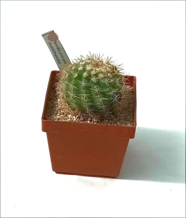 PARODIA PROCERA