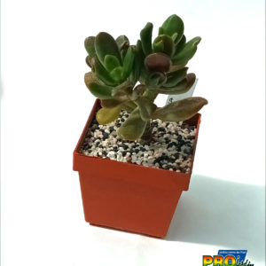 CRASSULA OVATA