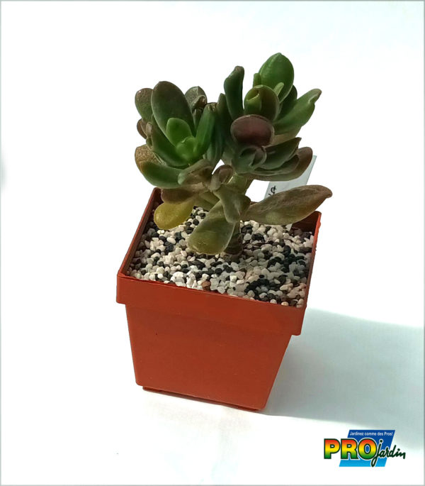 CRASSULA OVATA