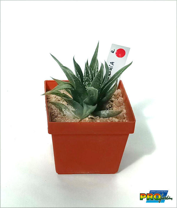 HAWORTHIA SP