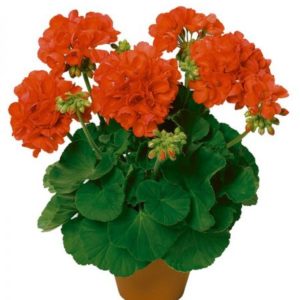Géranium zonale