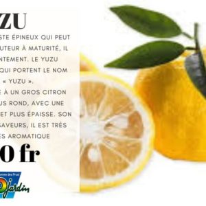 Citronnier YUZU