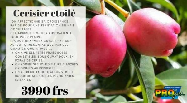 Cerisier etoilé