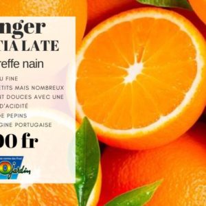 Oranger VALENTIA LATE