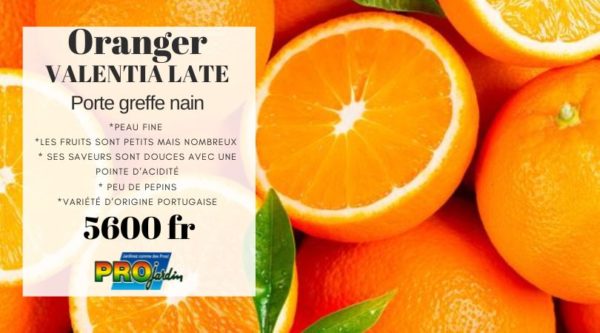 Oranger VALENTIA LATE