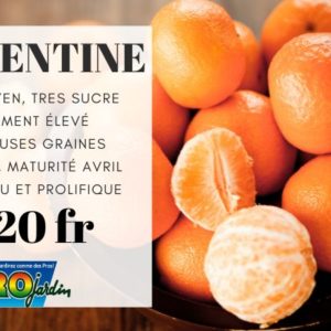 Mandarine CLEMENTINE