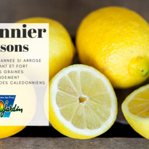 Citronnier 4 saisons