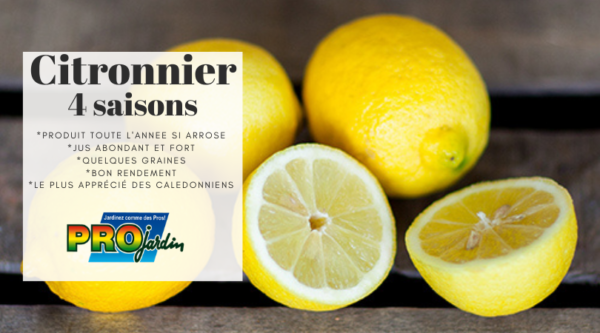 Citronnier 4 saisons