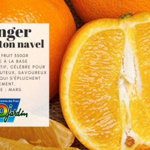Oranger WASHINGTON NAVEL