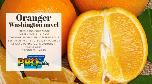 Oranger WASHINGTON NAVEL