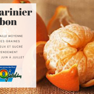 Mandarine LEBON