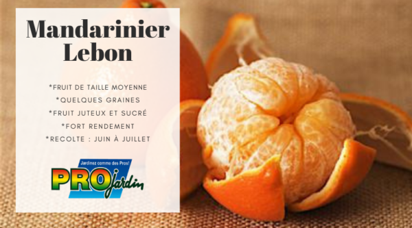 Mandarine LEBON
