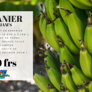 Bananier WILLIAMS