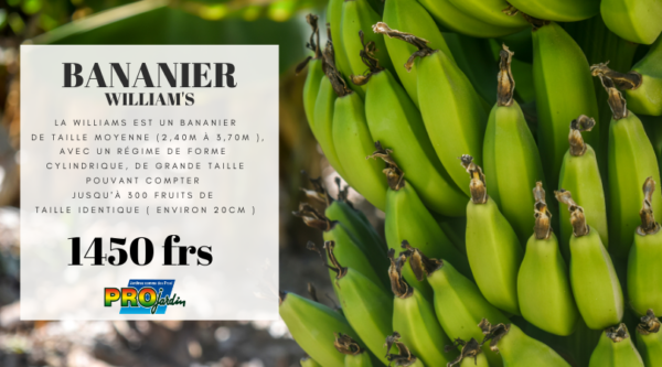 Bananier WILLIAMS