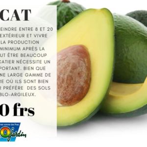 Avocatier